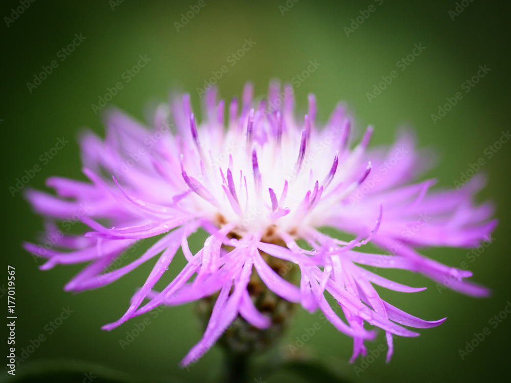 flower flower