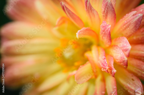  chrysanthemum