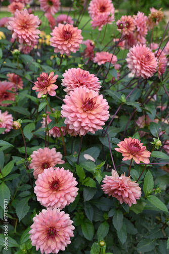 Fototapeta Naklejka Na Ścianę i Meble -  Dahlia rose en été au jardin