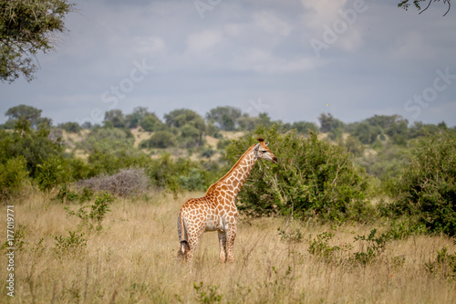 Giraffe standing in the grass.