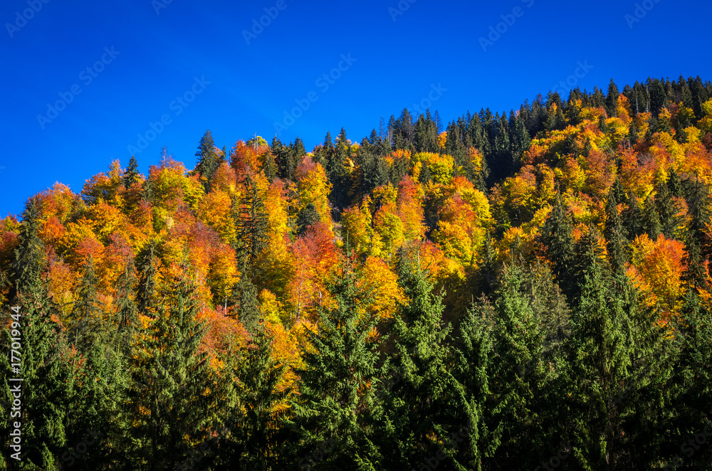 Fototapeta premium Autumn landscape. Colorful fall scene in the mountain forest.