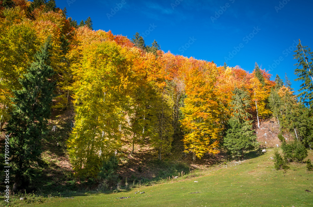 Autumn landscape. Colorful fall scene in the mountain forest. Autumn landscape. Colorful fall scene in the mountain forest.