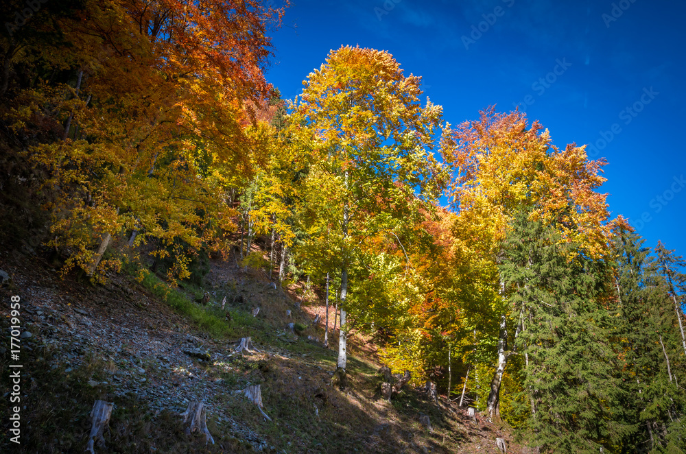 Autumn landscape. Colorful fall scene in the mountain forest.
