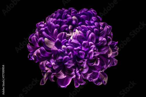 Purple Chrysanthemum on Black Background