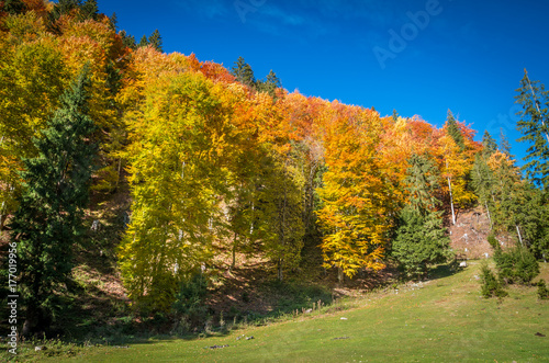 Autumn landscape. Colorful fall scene in the mountain forest.