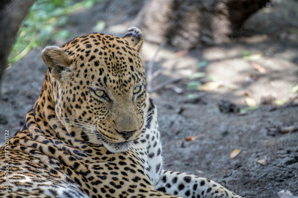 Close up of a big male Leopard.