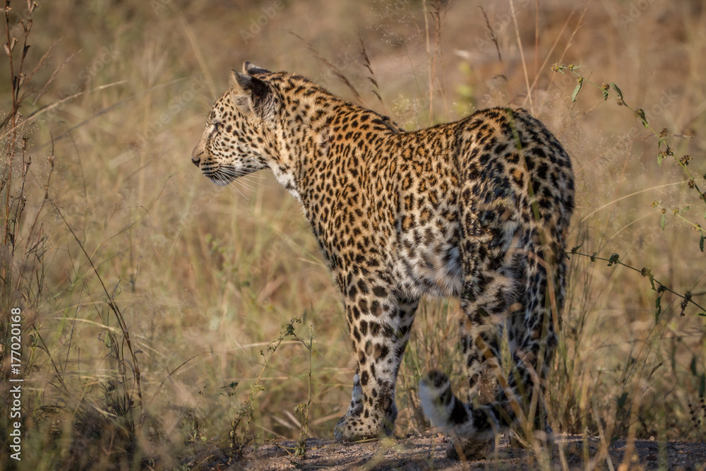 Leopard starring at something in the grass. Leopard starring at something in the grass.