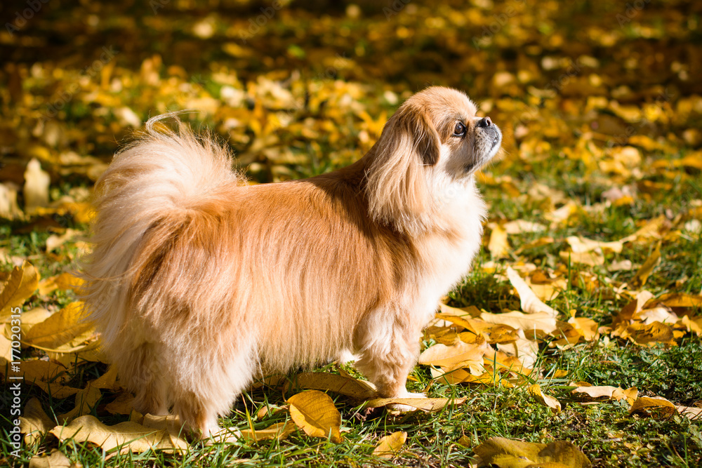 Cute and funny red light pekingese dog in autumn park playing with leaves and joyful. Best human friend. Pretty mature dog in garden around sunlight Cute and funny red light pekingese dog in autumn park playing with leaves and joyful. Best human friend. Pretty mature dog in garden around sunlight