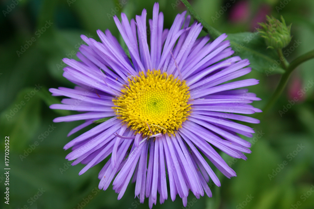 Purple Flower