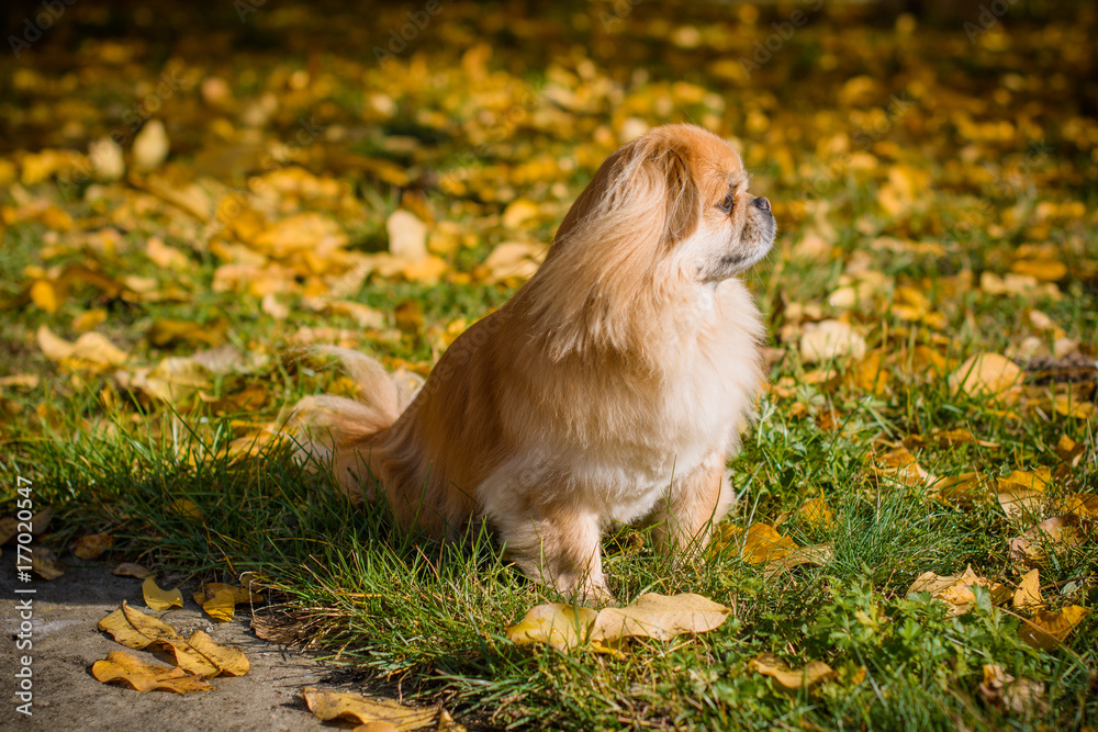 Cute and funny red light pekingese dog in autumn park playing with leaves and joyful. Best human friend. Pretty mature dog in garden around sunlight Cute and funny red light pekingese dog in autumn park playing with leaves and joyful. Best human friend. Pretty mature dog in garden around sunlight