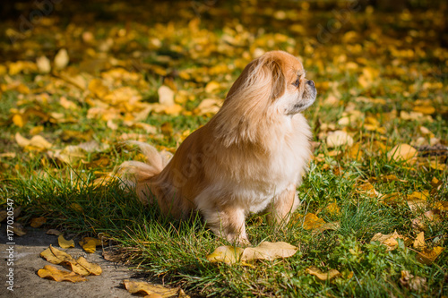 Cute and funny red light pekingese dog in autumn park playing with leaves and joyful. Best human friend. Pretty mature dog in garden around sunlight