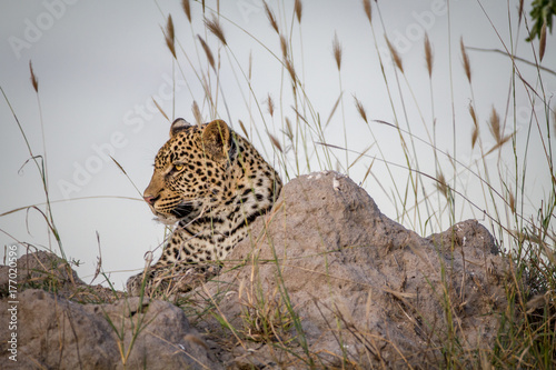 Young Leopard laying down on a Termite mount. © simoneemanphoto