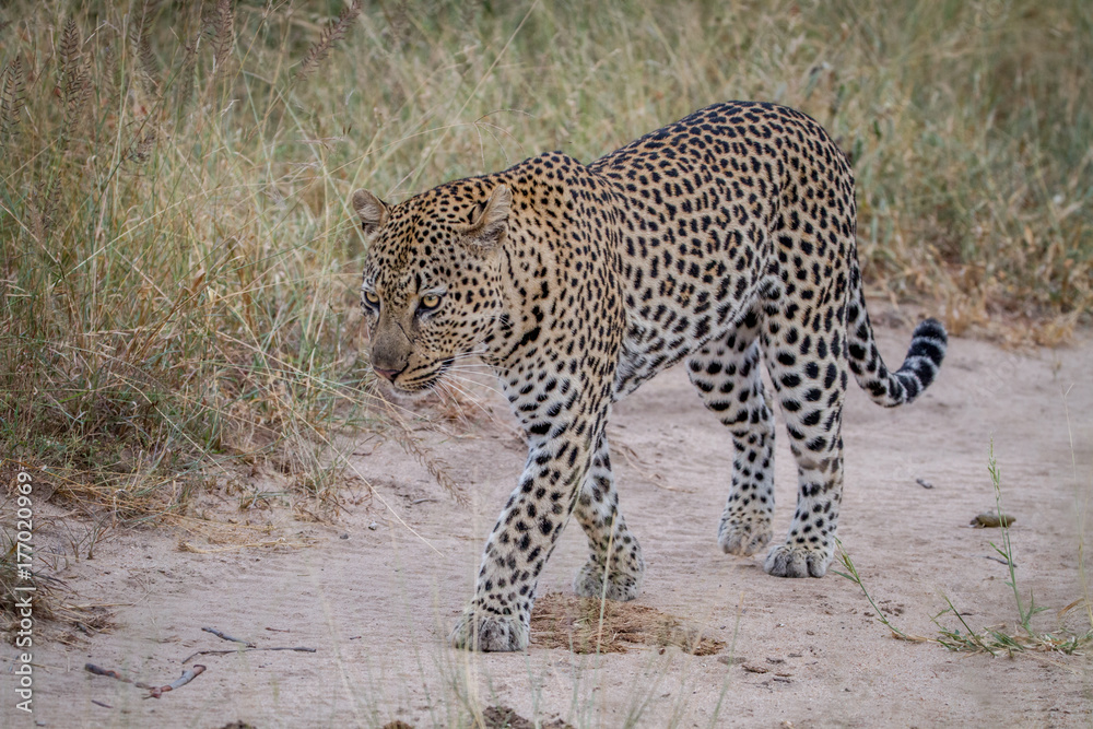 Leopard walking on a sand road.