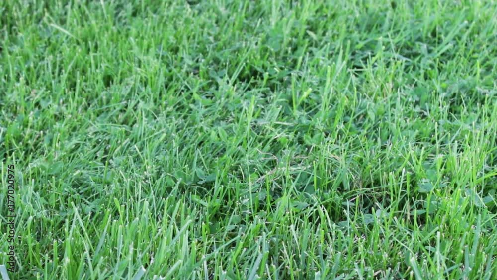 Green fresh juicy spring grass close up