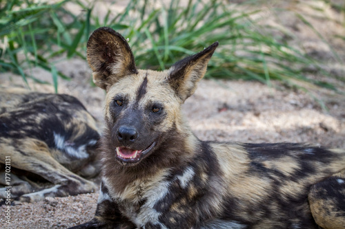 African wild dog laying in the sand.