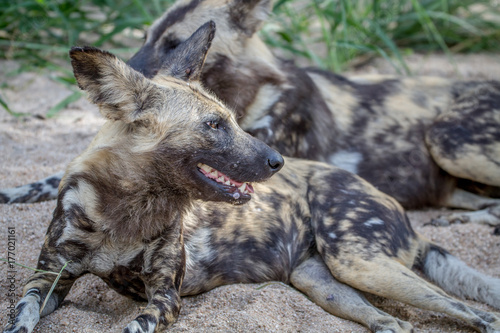 African wild dog laying in the sand.