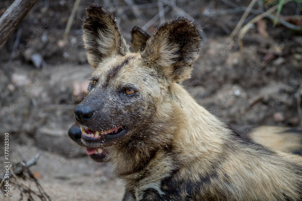 Close up of an African wild dog. Close up of an African wild dog.