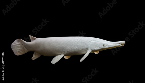 Snow Alligator Gar fish isolated on black background