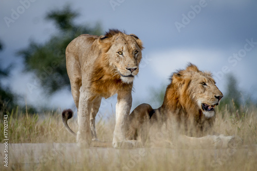 Two Lion brothers on the road.