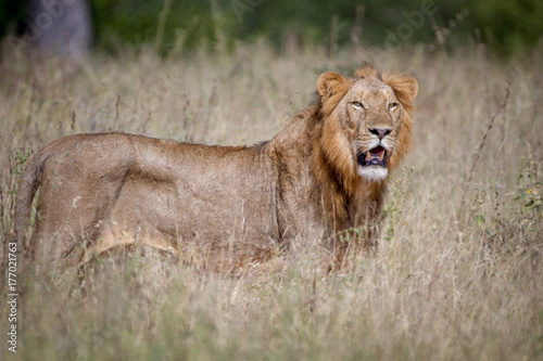Male Lion standing in the high grass.