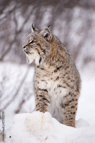 closer look of a lynx