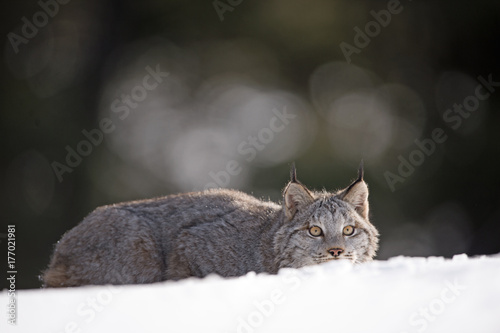 Fotografi lynx waiting for food to go by