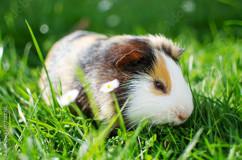 guinea pig walks in the fresh air and eating