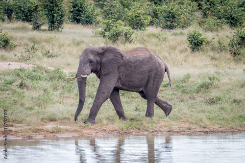 Elephant bull at a waterhole.