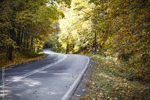 autumn road 