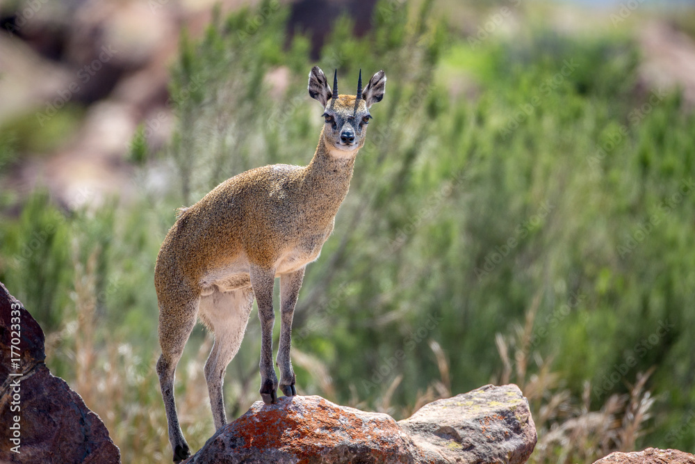 Naklejka premium Klipspringer standing on rocks.