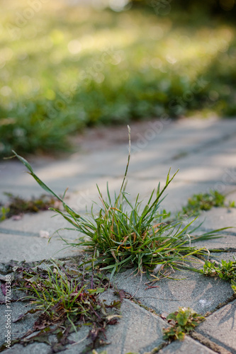 Grass grown through the stones on a road