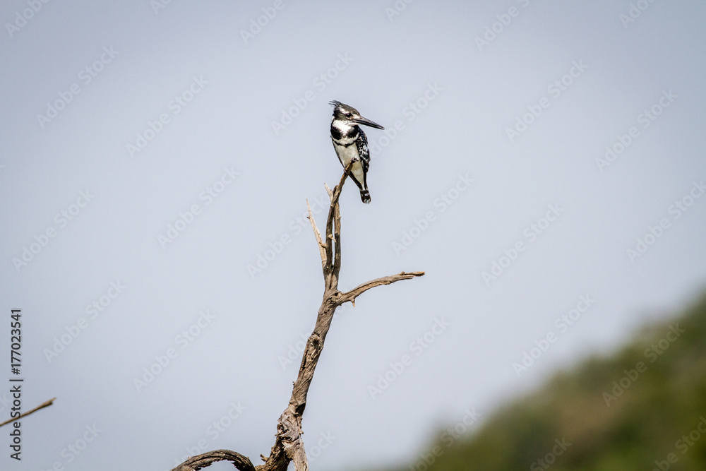 Pied kingfisher sitting on a branch. Pied kingfisher sitting on a branch.