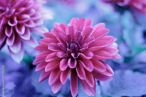 Winter flowers covered with thin cold ice.