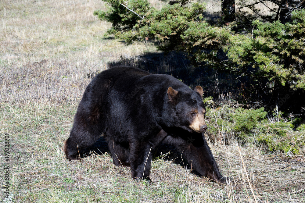 black bear walking