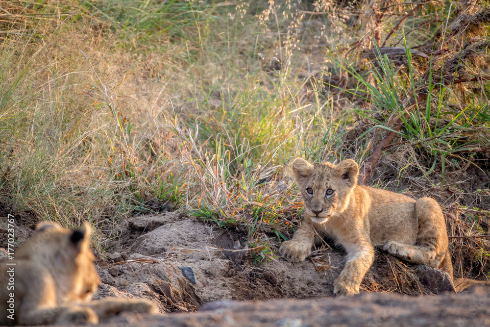 Lion cub laying in a dry riverbed. Lion cub laying in a dry riverbed.