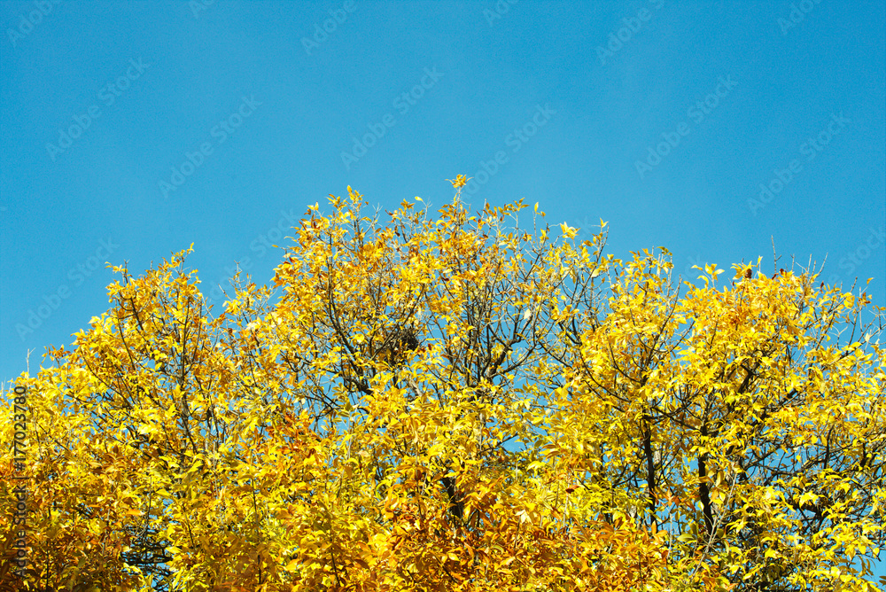 Yellow autumn leaves against blue sky Yellow autumn leaves against blue sky