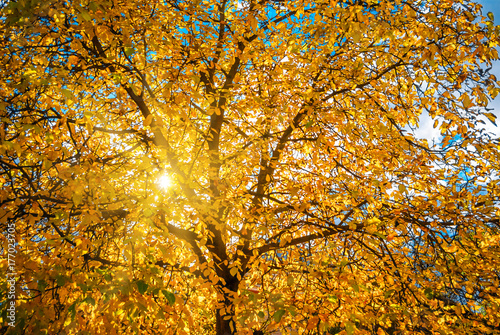 Tree Nut. Autumn, yellow leaves. The sun rays break through the crown