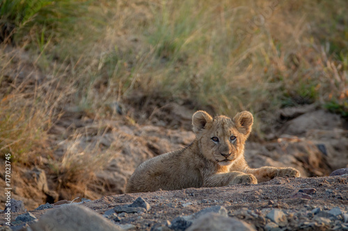 Lion cub laying in a dry riverbed.