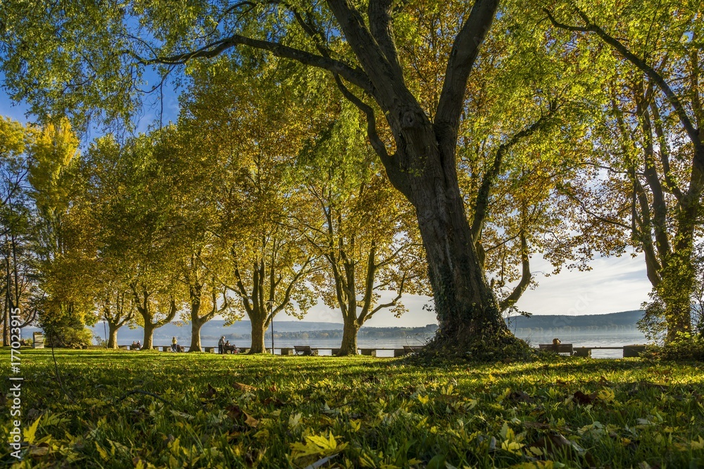 Fototapeta premium Herbstferien am schönen Bodensee Mettnau Park Radolfzell 