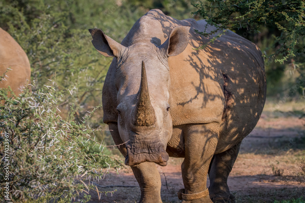 Obraz premium White rhino starring at the camera.