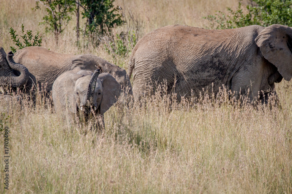 Baby Elephant being playful in the grass. Baby Elephant being playful in the grass.