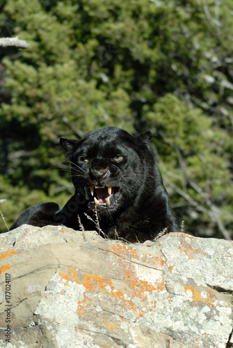 lack Leopard is Growling at you side view