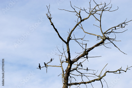 group flock of cormorant birds diver water birds sitting on branches of tree preening feathers black under blue sky hunting resting