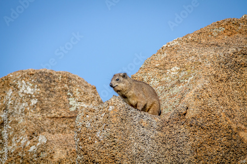 Rock dassie sitting on a rock.