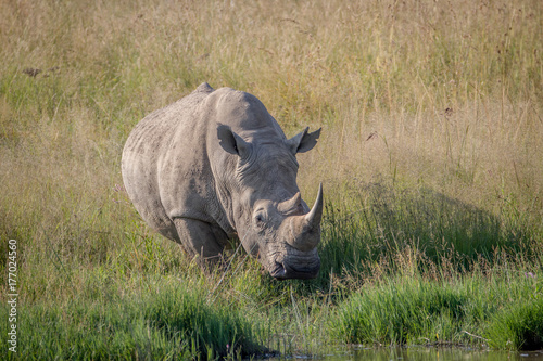 White rhino bull standing in the grass by the water.