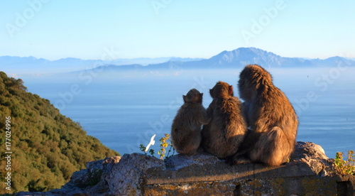Barbary macaques looking to Africa from Rock of Gibraltar  photo