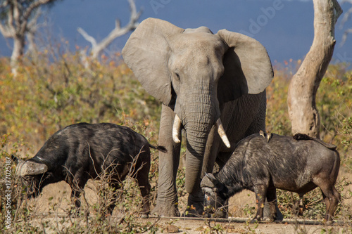 Elephant and buffalo