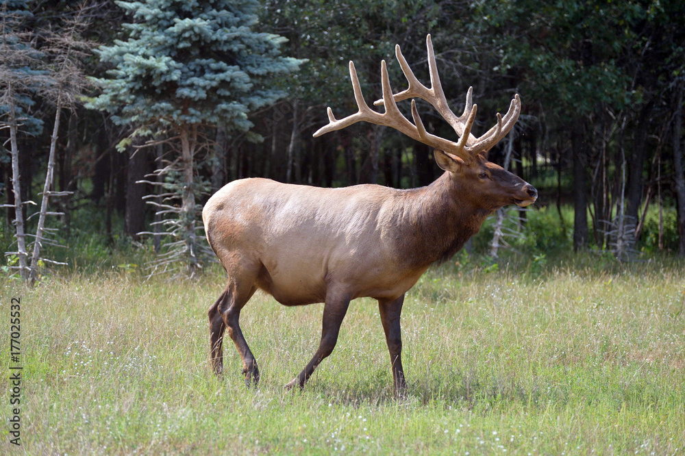 Fototapeta premium Close up of male elk