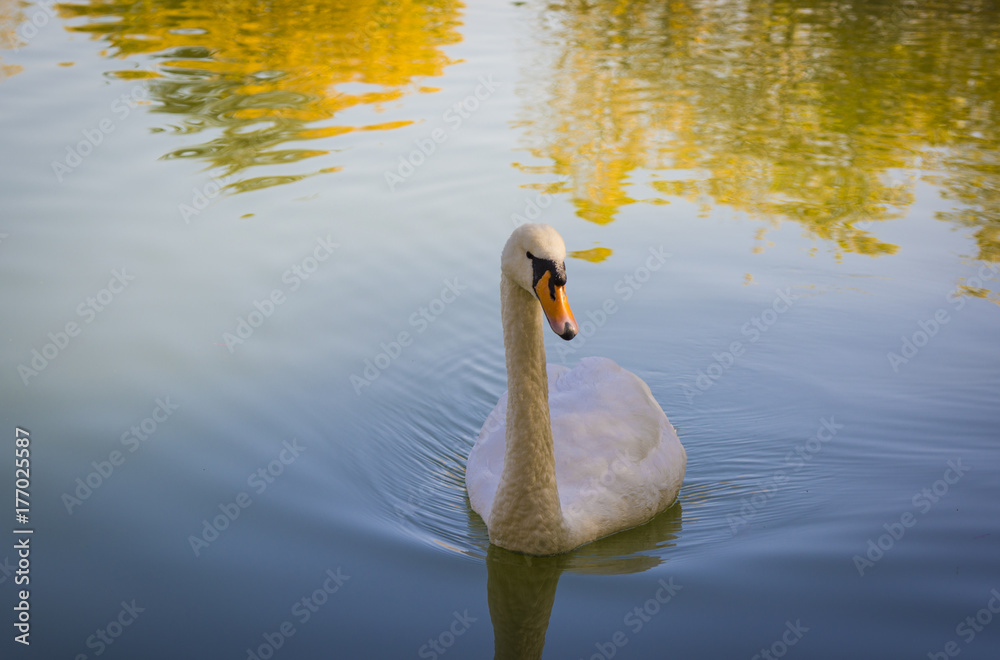 Fototapeta premium White swan on water