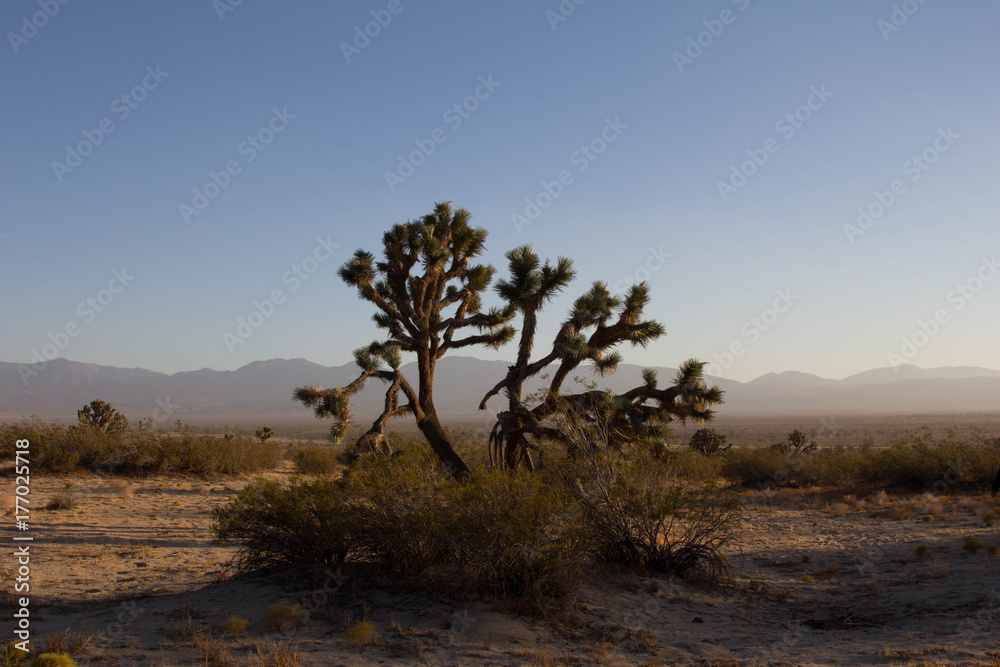Lone Tree Lone Tree